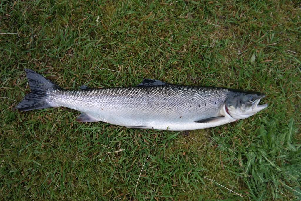 Holmset Camping And Fishing Namdalseid Ngoại thất bức ảnh